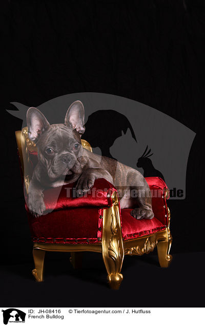 Franzsische Bulldogge / French Bulldog / JH-08416