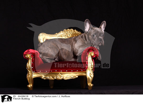 Franzsische Bulldogge / French Bulldog / JH-08418