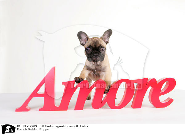 French Bulldog Puppy / KL-02983