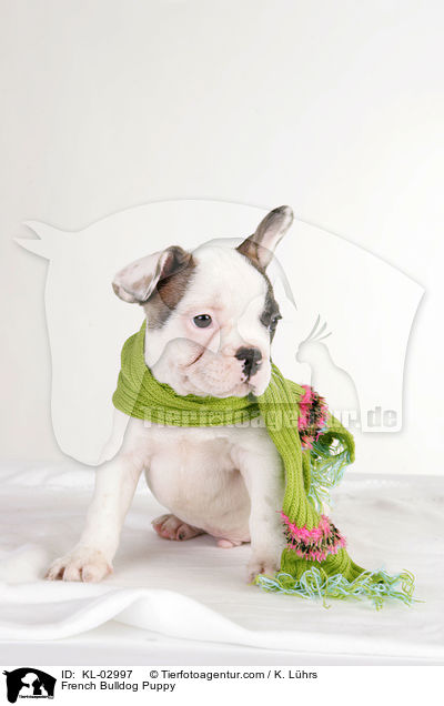 Franzsische Bulldogge Welpe / French Bulldog Puppy / KL-02997