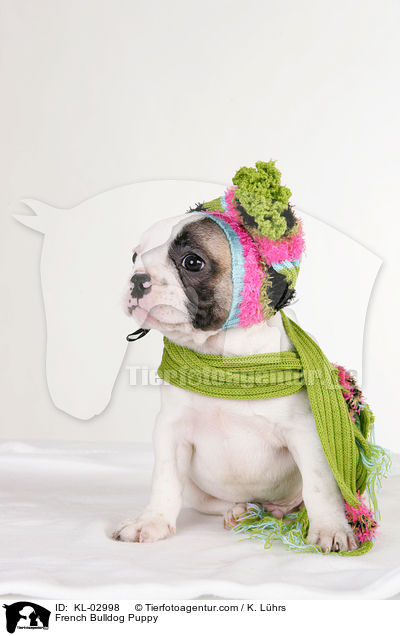 Franzsische Bulldogge Welpe / French Bulldog Puppy / KL-02998