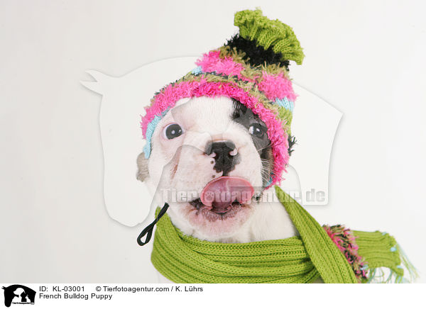 Franzsische Bulldogge Welpe / French Bulldog Puppy / KL-03001