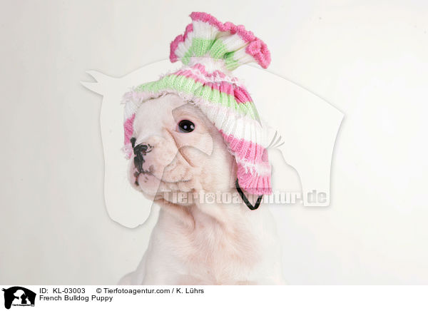 Franzsische Bulldogge Welpe / French Bulldog Puppy / KL-03003