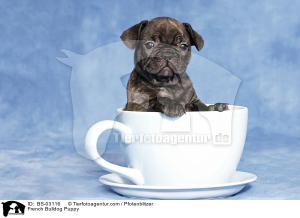 French Bulldog Puppy / BS-03116