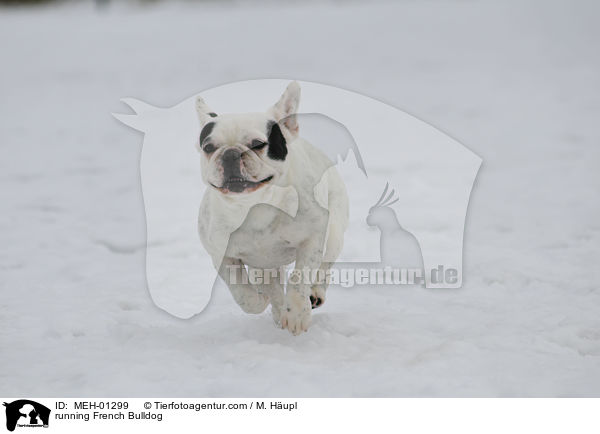 rennende Franzsische Bulldogge / running French Bulldog / MEH-01299
