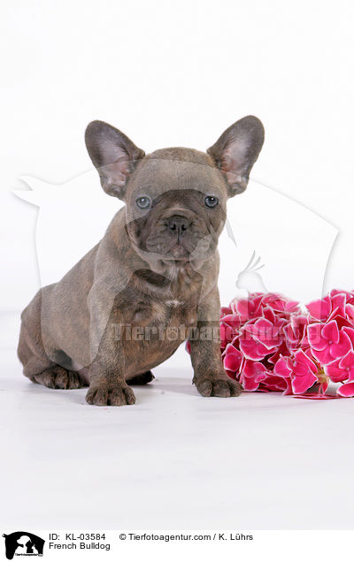 Franzsische Bulldogge / French Bulldog / KL-03584