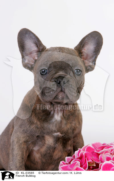 Franzsische Bulldogge / French Bulldog / KL-03585