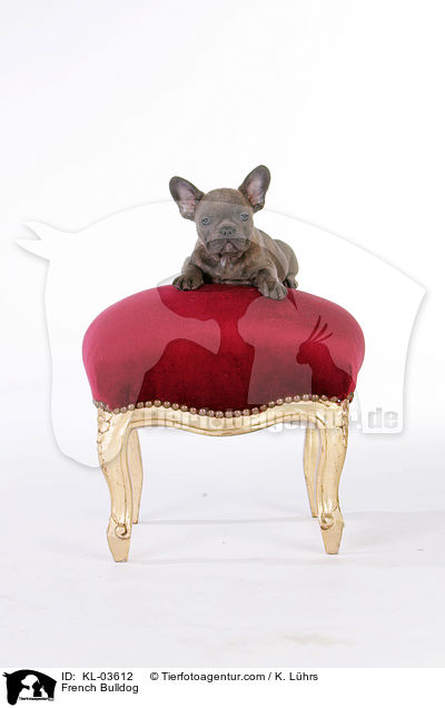Franzsische Bulldogge / French Bulldog / KL-03612