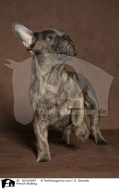 Franzsische Bulldogge / French Bulldog / SG-02487