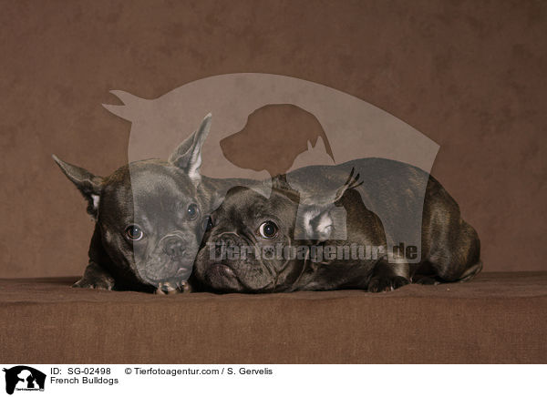 Franzsische Bulldoggen / French Bulldogs / SG-02498