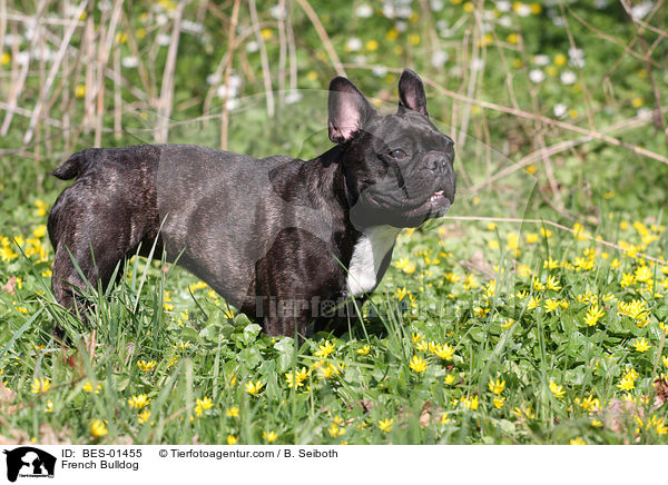 Franzsische Bulldogge / French Bulldog / BES-01455