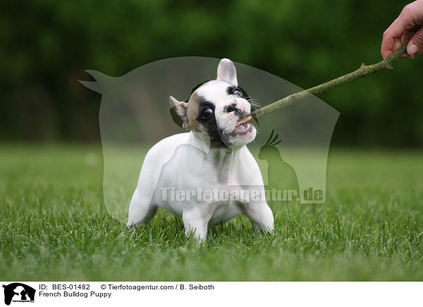 Franzsische Bulldogge Welpe / French Bulldog Puppy / BES-01482