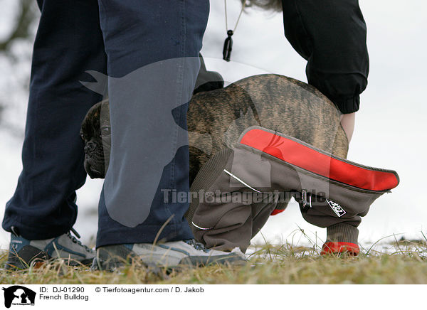 Franzsische Bulldogge wird angezogen / French Bulldog / DJ-01290