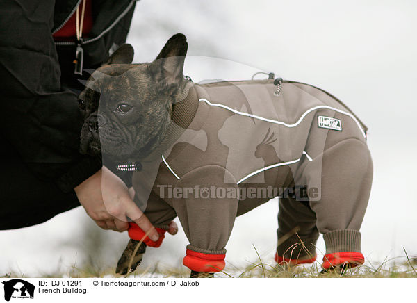 Franzsische Bulldogge wird angezogen / French Bulldog / DJ-01291