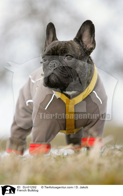 Franzsische Bulldogge / French Bulldog / DJ-01292