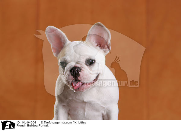 Franzsische Bulldogge Portrait / French Bulldog Portrait / KL-04004