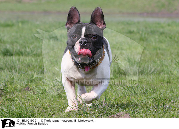 laufende Franzsische Bulldogge / walking French Bulldog / BM-01955