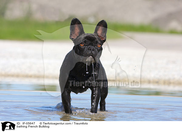 badende Franzsische Bulldogge / bathing French Bulldog / IF-05647