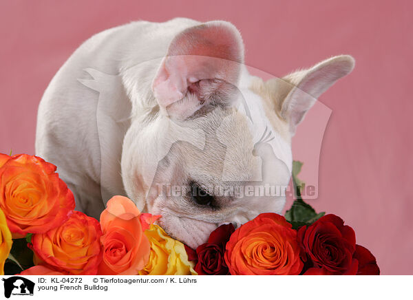 junge Franzsische Bulldogge / young French Bulldog / KL-04272