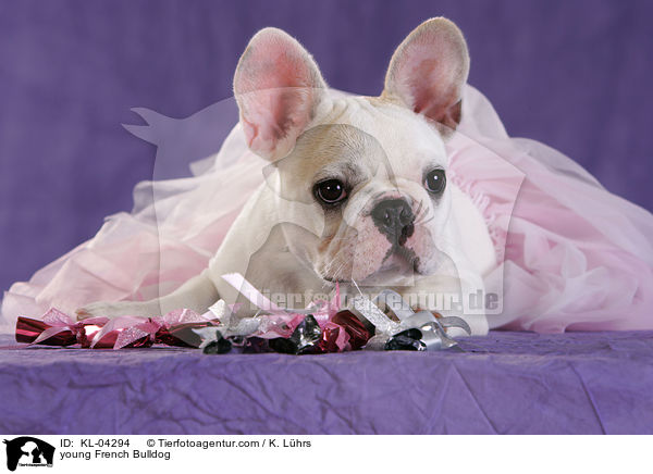 junge Franzsische Bulldogge / young French Bulldog / KL-04294