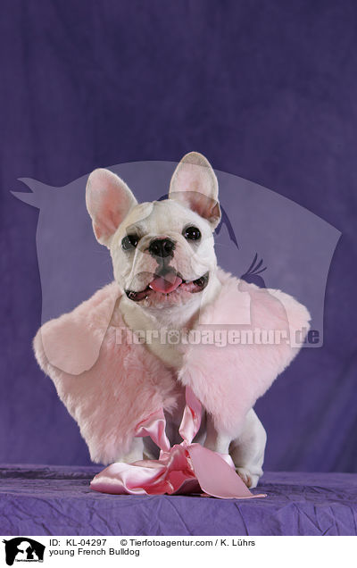 junge Franzsische Bulldogge / young French Bulldog / KL-04297