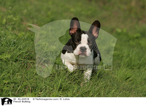French Bulldog / KL-04518