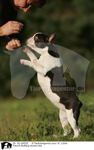 Franzsische Bulldogge macht Mnchen / French Bulldog shows trick / KL-04525