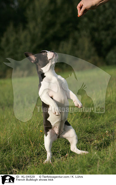 Franzsische Bulldogge macht Mnchen / French Bulldogh shows trick / KL-04529