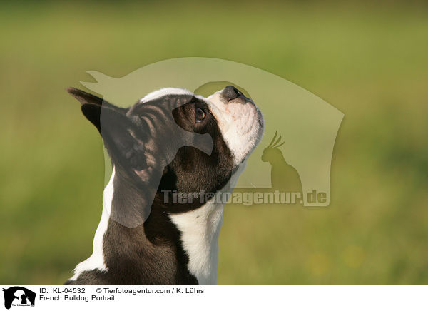 Franzsische Bulldogge Portrait / French Bulldog Portrait / KL-04532