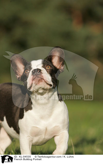 Franzsische Bulldogge Portrait / French Bulldog Portrait / KL-04535