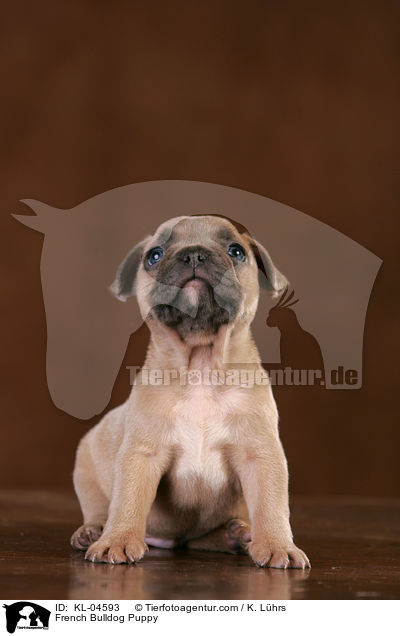 Franzsische Bulldogge Welpe / French Bulldog Puppy / KL-04593