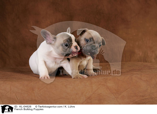 Franzsische Bulldogge Welpen / French Bulldog Puppies / KL-04626