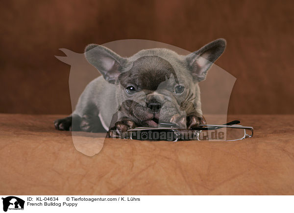 Franzsische Bulldogge Welpe / French Bulldog Puppy / KL-04634