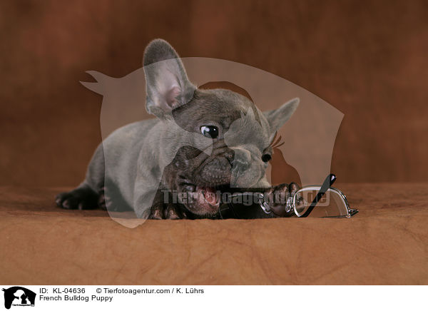 Franzsische Bulldogge Welpe / French Bulldog Puppy / KL-04636