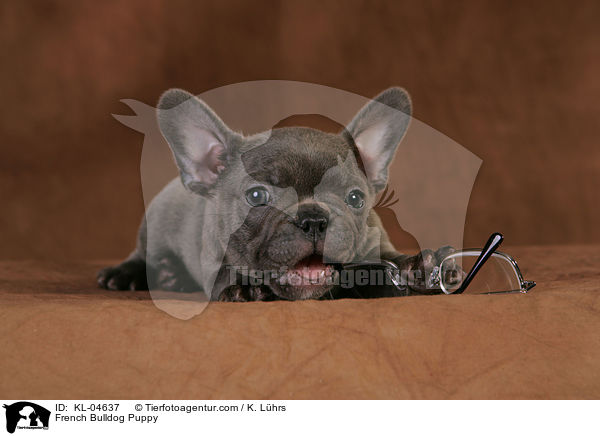 Franzsische Bulldogge Welpe / French Bulldog Puppy / KL-04637