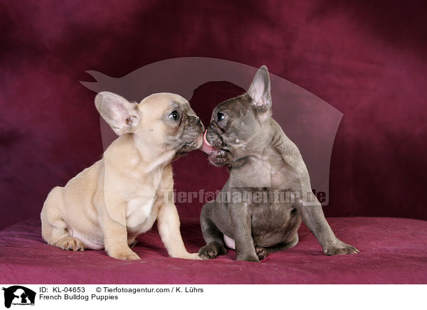 Franzsische Bulldogge Welpen / French Bulldog Puppies / KL-04653