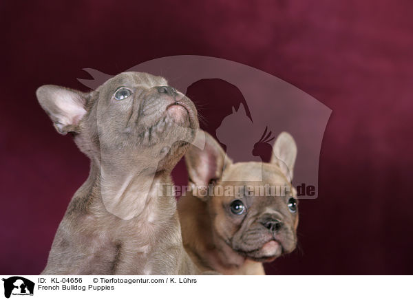 Franzsische Bulldogge Welpen / French Bulldog Puppies / KL-04656
