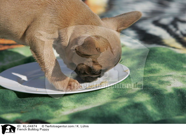 Franzsische Bulldogge Welpe / French Bulldog Puppy / KL-04874