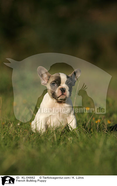 Franzsische Bulldogge Welpe / French Bulldog Puppy / KL-04882