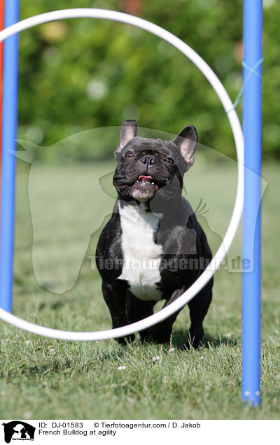 Franzsische Bulldogge beim Agility / French Bulldog at agility / DJ-01583