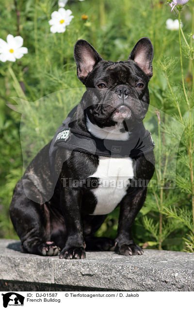 Franzsische Bulldogge / French Bulldog / DJ-01587