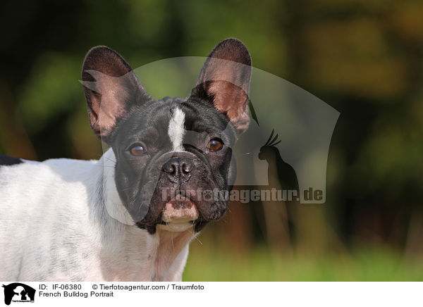 Franzsische Bulldogge Portrait / French Bulldog Portrait / IF-06380