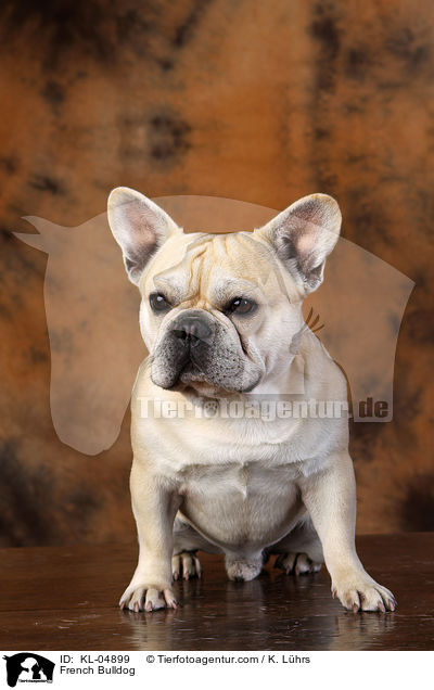 Franzsische Bulldogge / French Bulldog / KL-04899