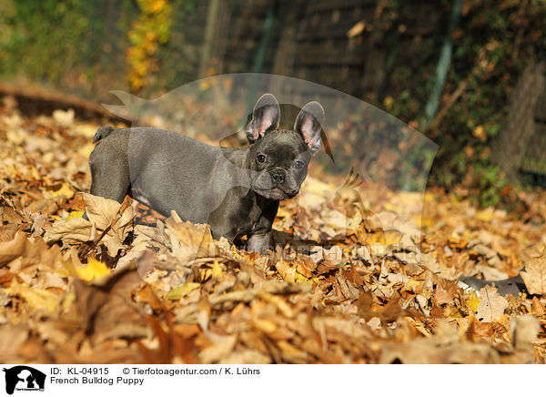 Franzsische Bulldogge Welpe / French Bulldog Puppy / KL-04915