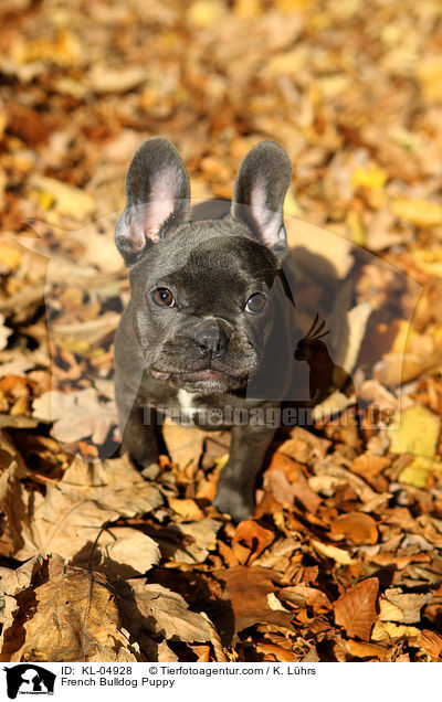 Franzsische Bulldogge Welpe / French Bulldog Puppy / KL-04928