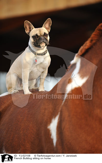 French Bulldog sitting on horse / YJ-02108