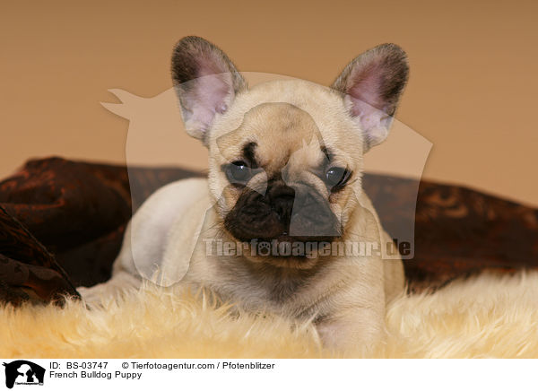 Franzsische Bulldogge Welpe / French Bulldog Puppy / BS-03747