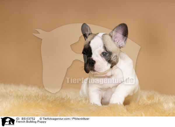 Franzsische Bulldogge Welpe / French Bulldog Puppy / BS-03752