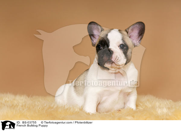 Franzsische Bulldogge Welpe / French Bulldog Puppy / BS-03755