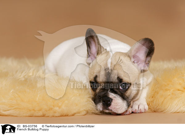 Franzsische Bulldogge Welpe / French Bulldog Puppy / BS-03756